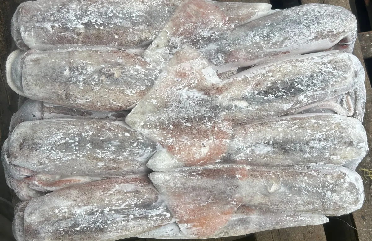 阿根廷魷魚・LL 1/11