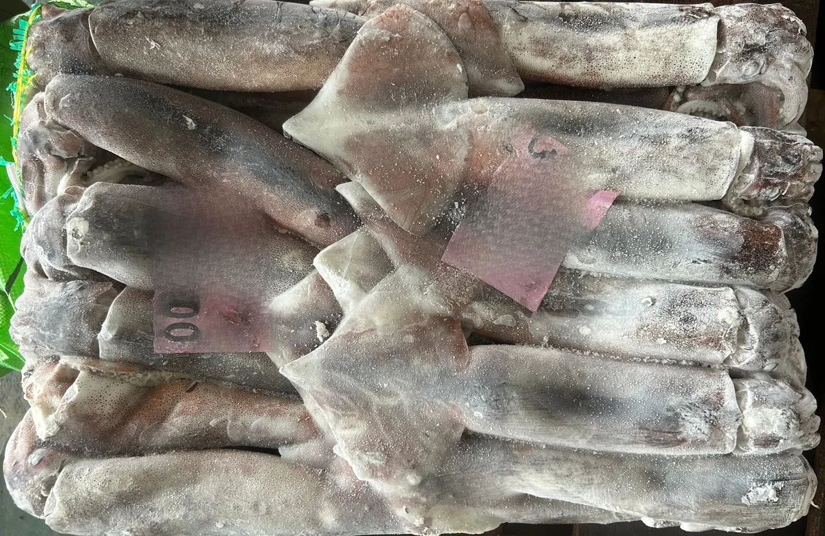阿根廷魷魚・M 1/16
