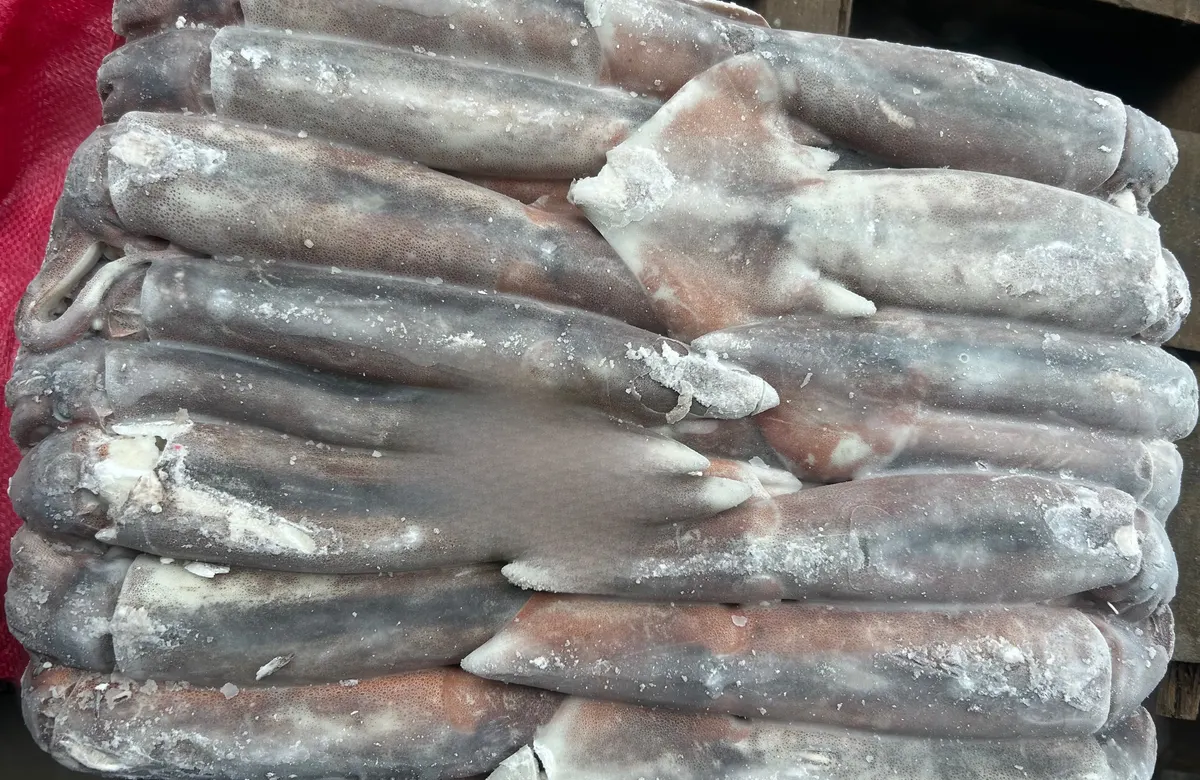 阿根廷魷魚・S 1/25