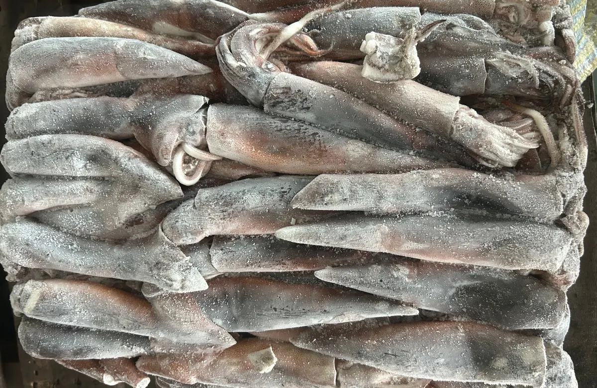 阿根廷魷魚・SS_2 1/24