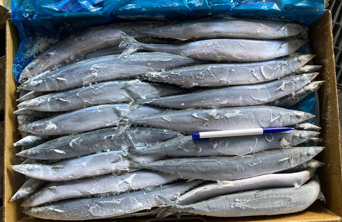 秋刀魚・1號 1/5