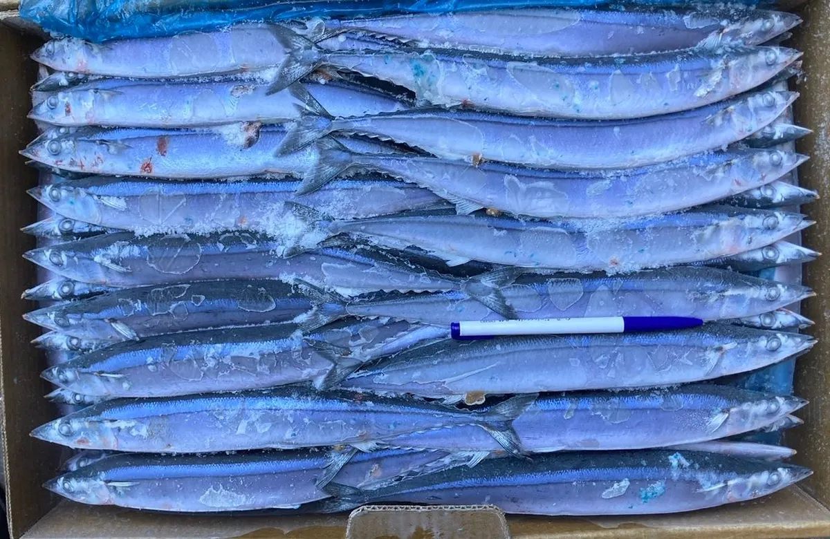 秋刀魚・2號 1/5