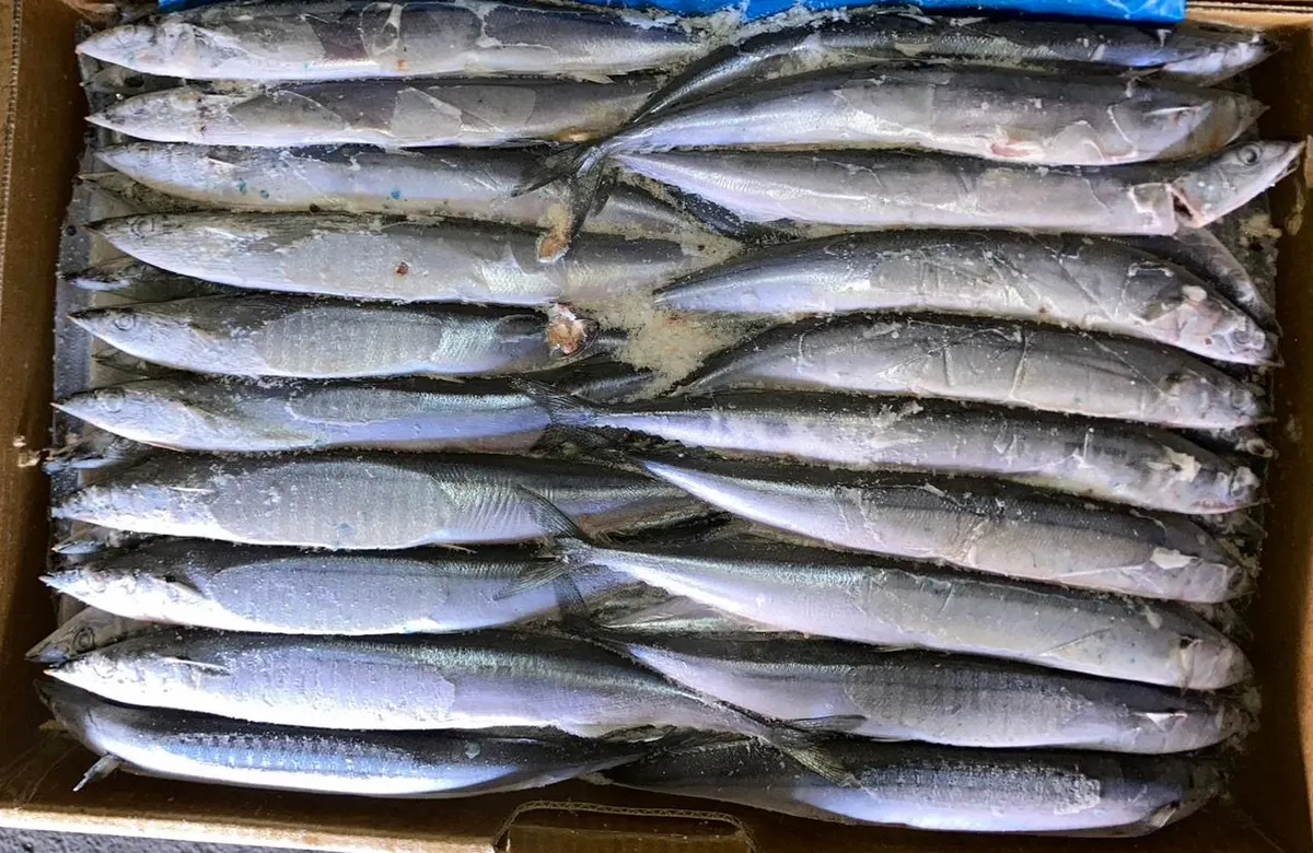 秋刀魚・3號 1/7