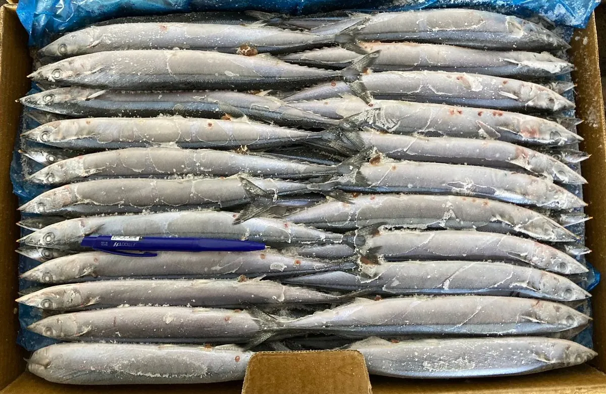 秋刀魚・4號 1/5