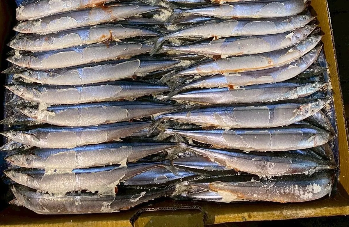 秋刀魚・5號 1/3